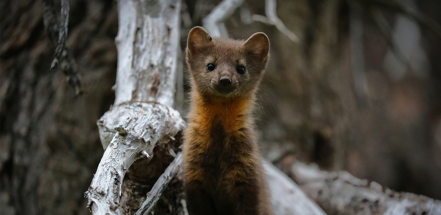 A curious baby American marten looks at the camera. It has a unique orange pattern around its throat.
