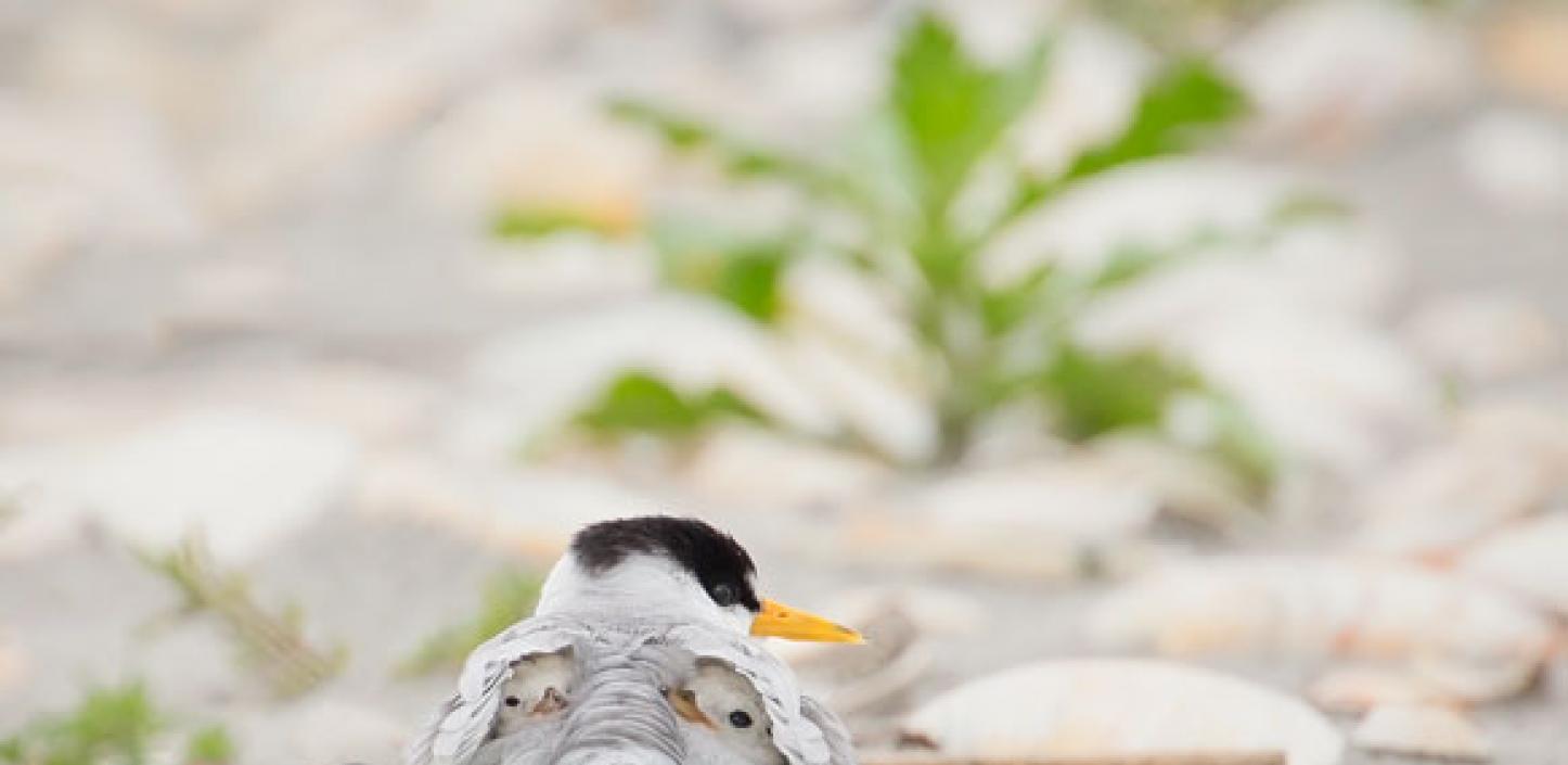 least-tern-website-header-582x400.jpg