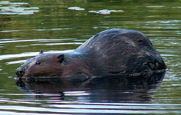 American beaver