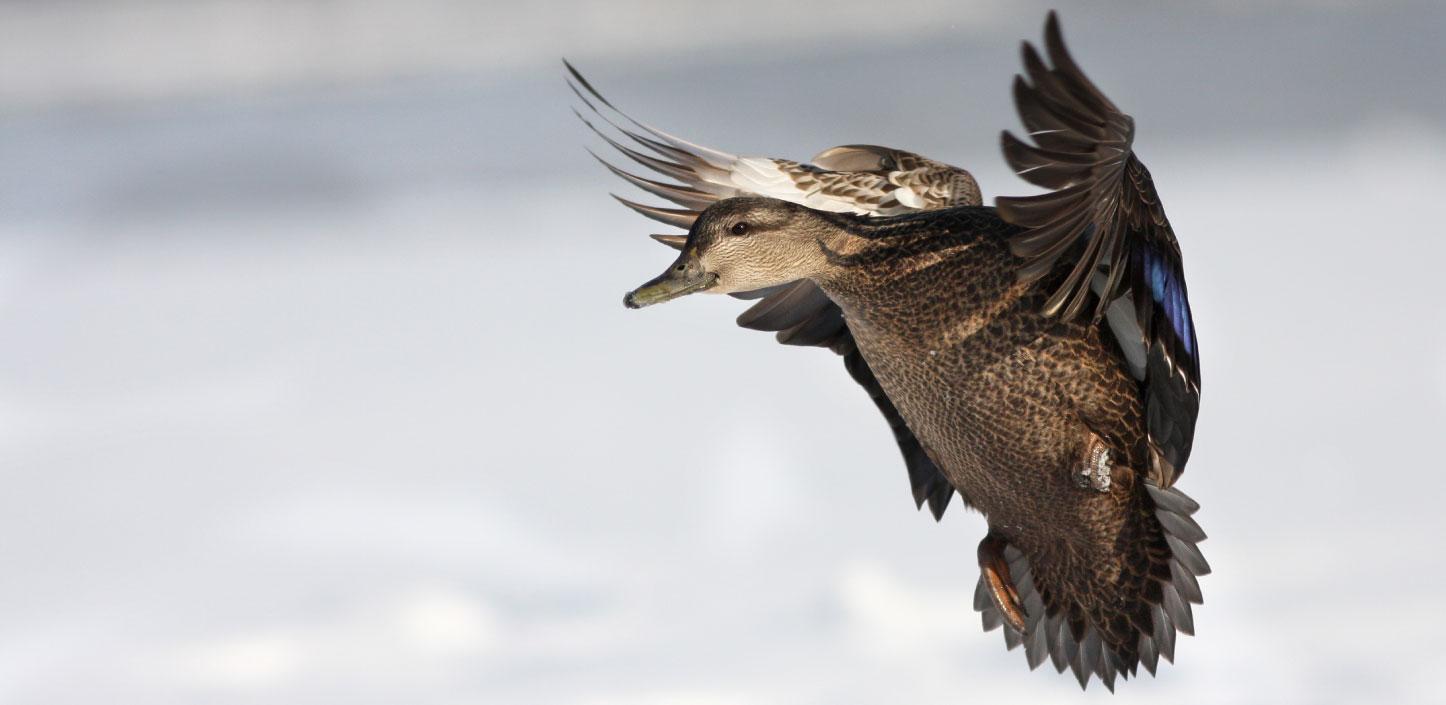 American black duck flying