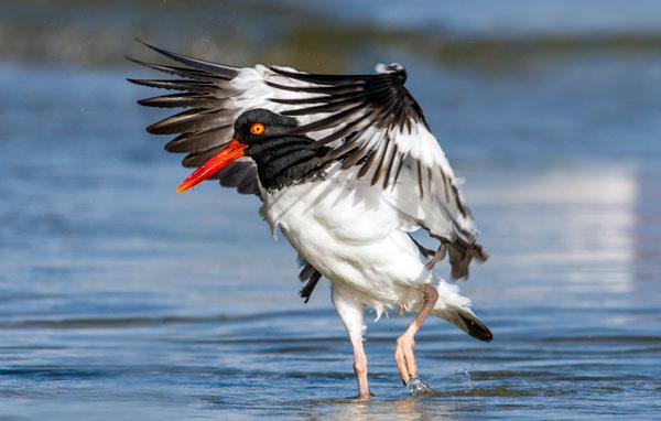 American oystercatcher