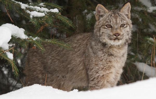 Canada lynx