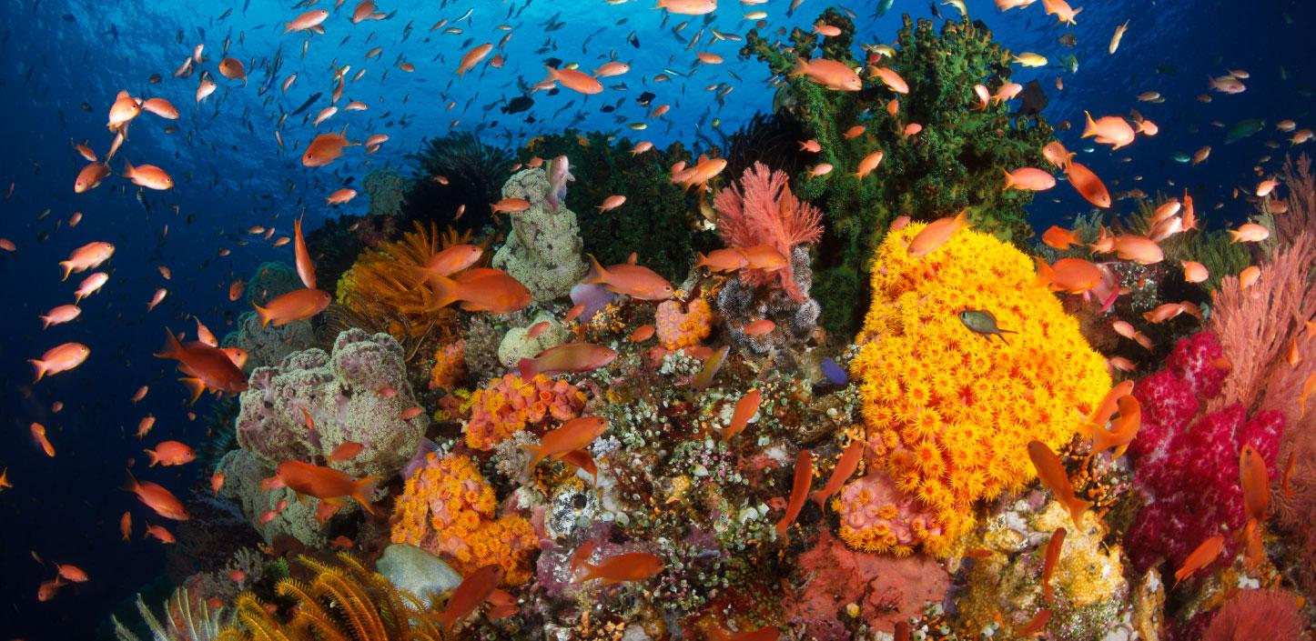 Coral reef and fish