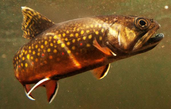 Eastern brook trout