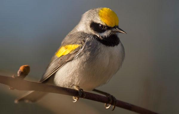 Golden-winged warbler