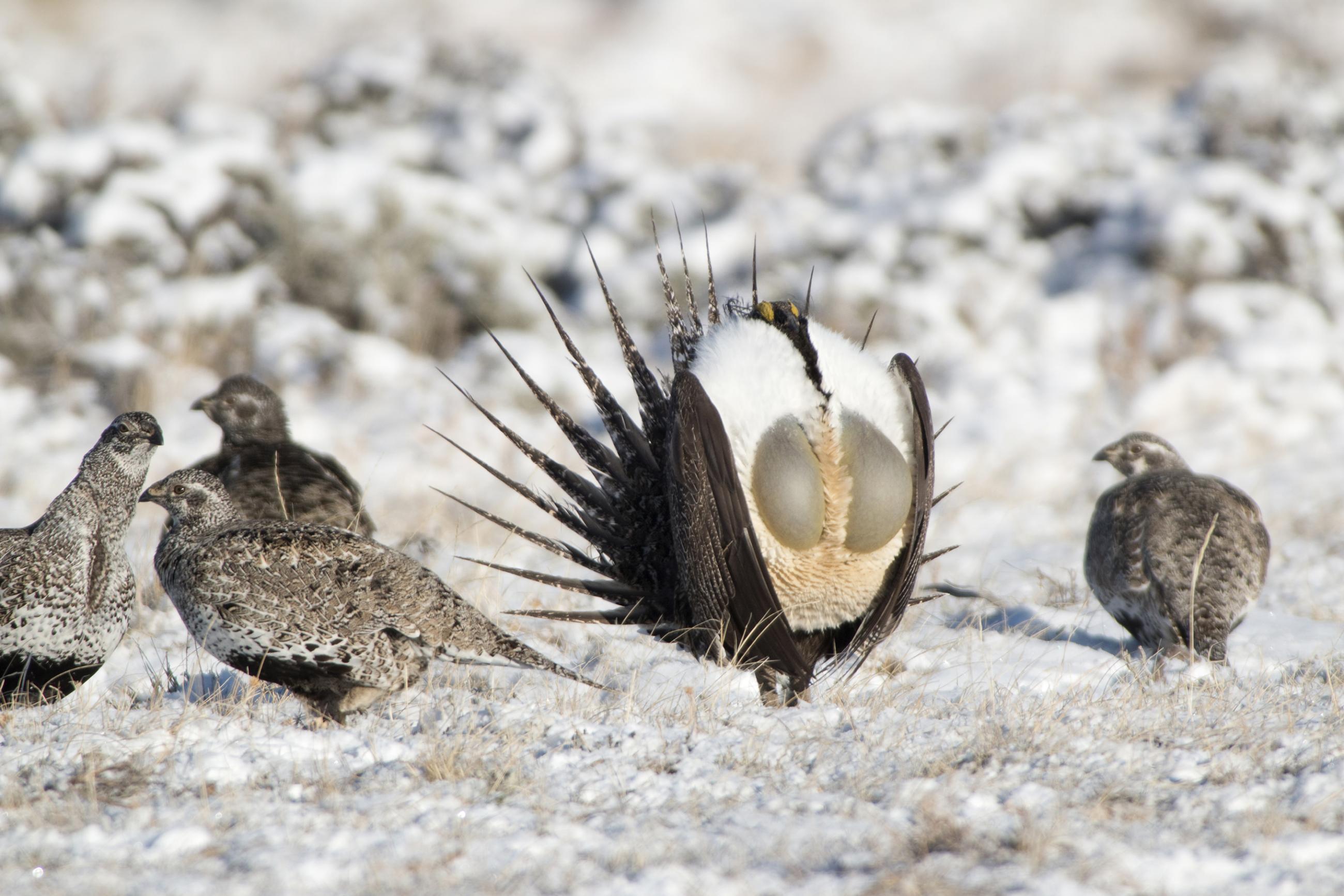 Sage-grouse