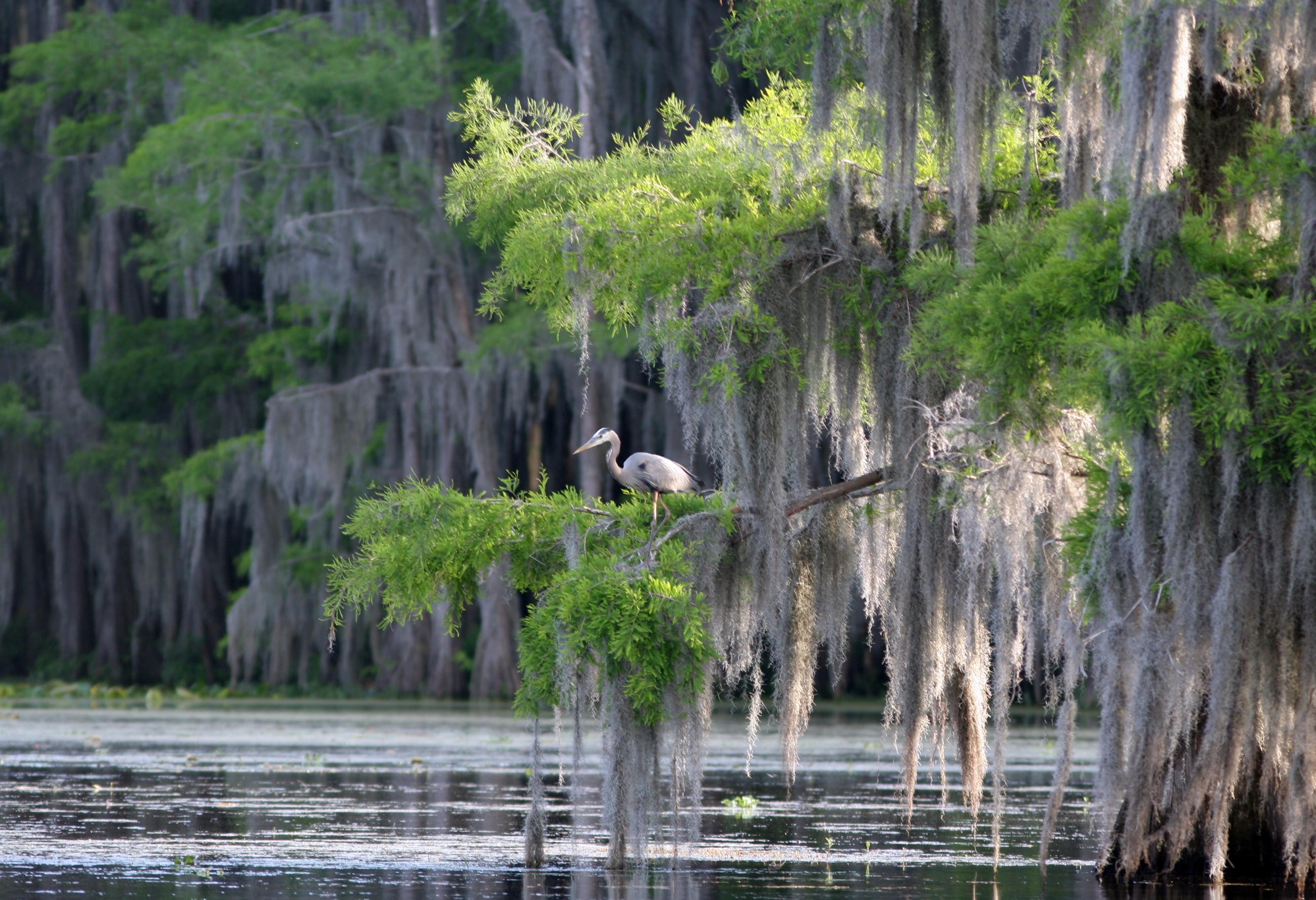 Blue heron in a cypress swamp in Louisiana
