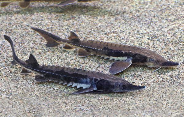 Lake sturgeon