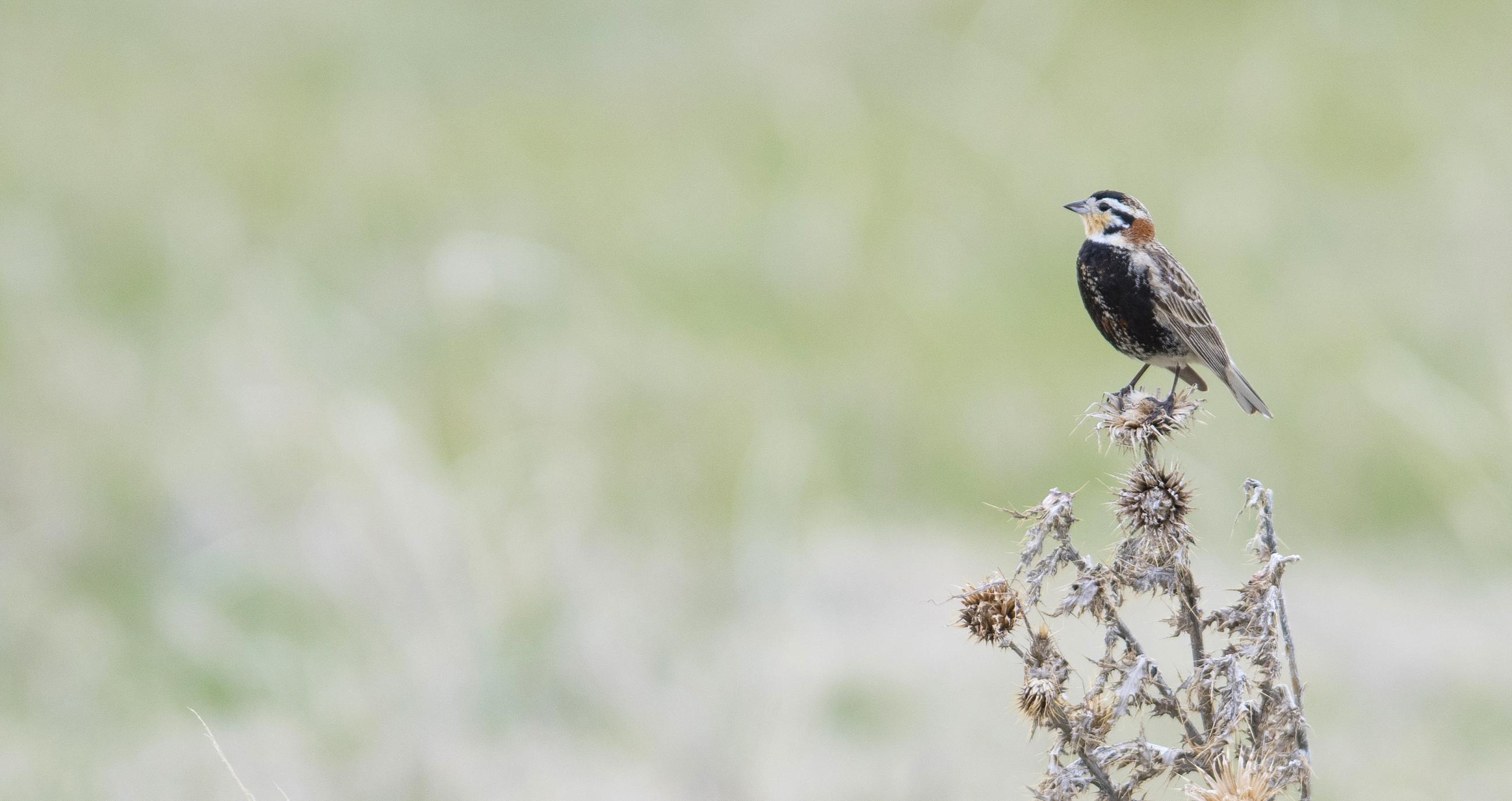 Chestnut-collared Longspur perched on branch