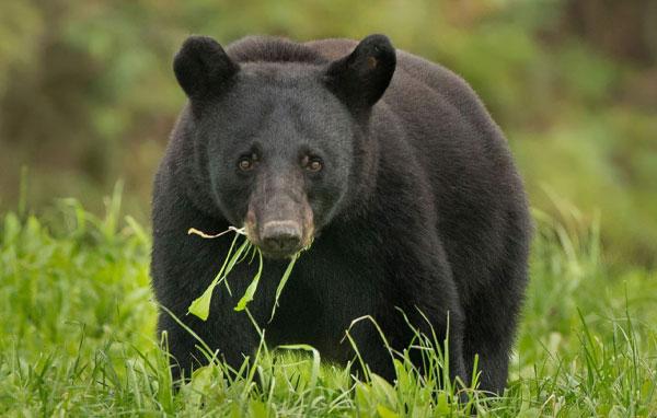 Louisiana black bear