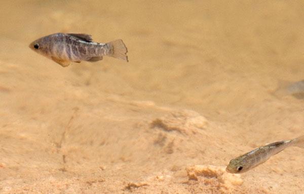 Pecos pupfish