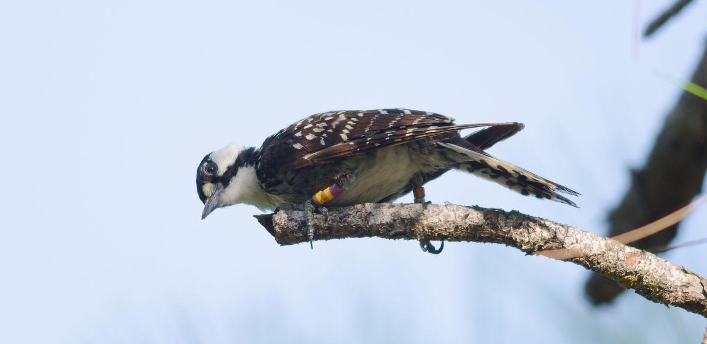 Banded red-cockaded woodpecker in a tree