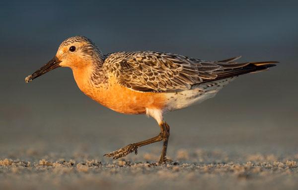 Red knot