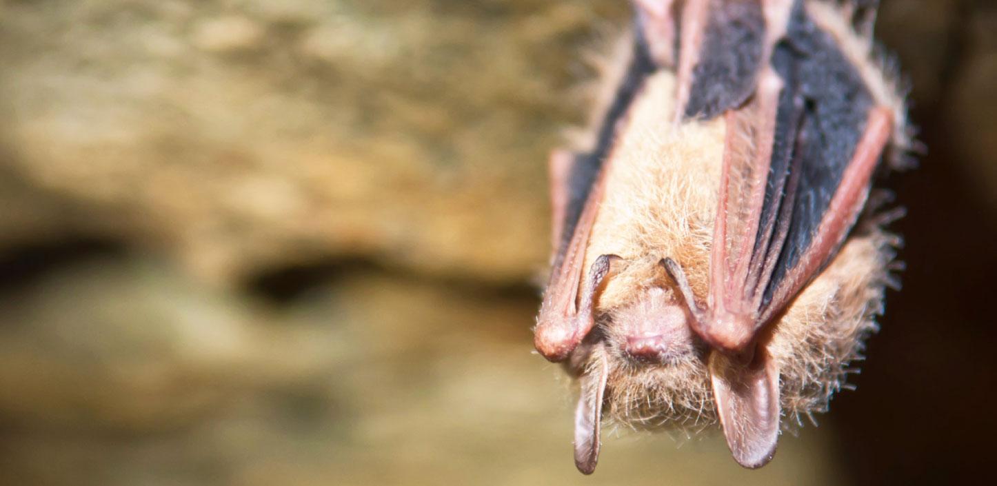 Tri-colored bat in a cave