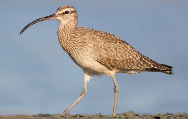 Whimbrel