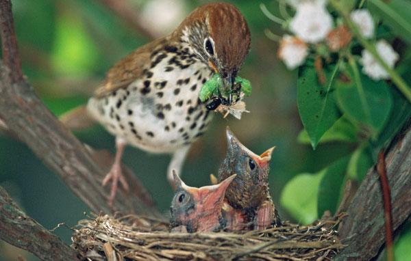 Wood thrush