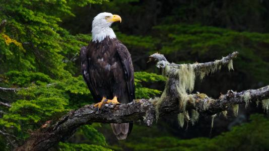 Bald eagle