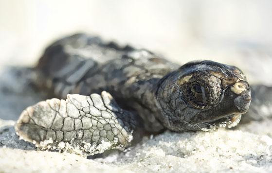 Loggerhead sea turtle