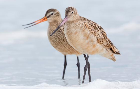 Marbled godwits