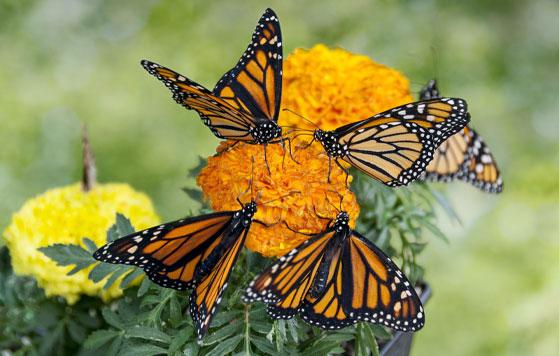 Monarch butterflies