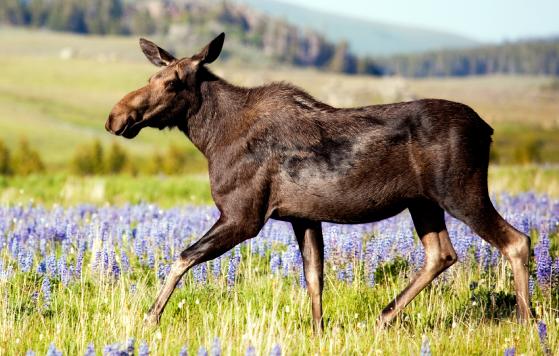 Moose, Wyoming
