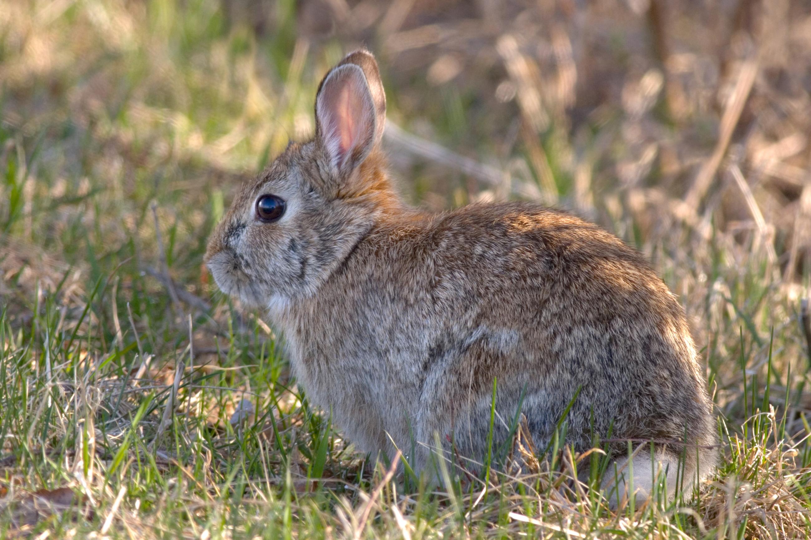 New England cottontail