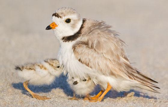 Piping plover and chicks