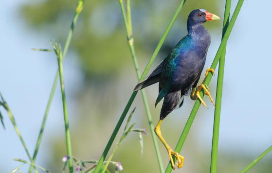 Purple gallinule,  Credit: Peter Brannon 