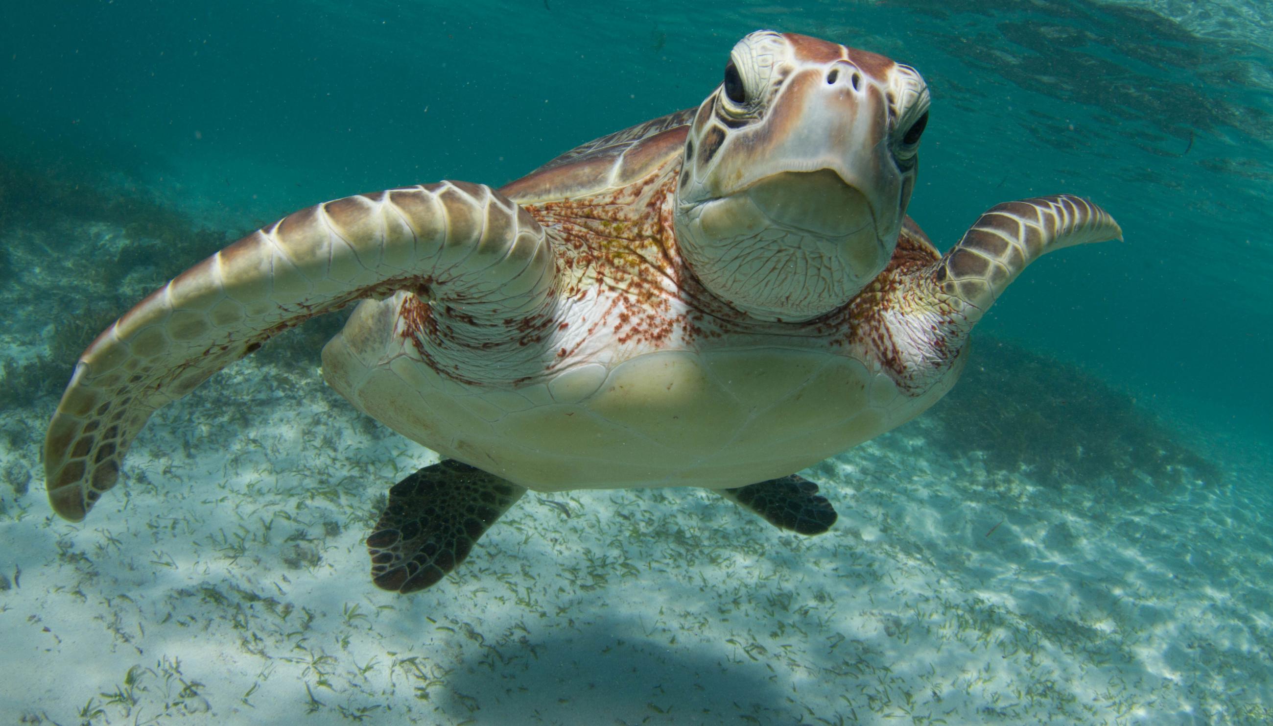 Green sea turtle swimming underwater