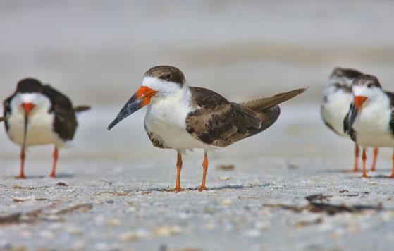 Black skimmer