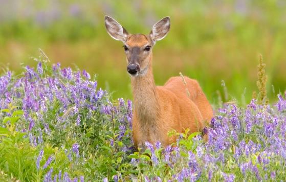 White-tailed doe