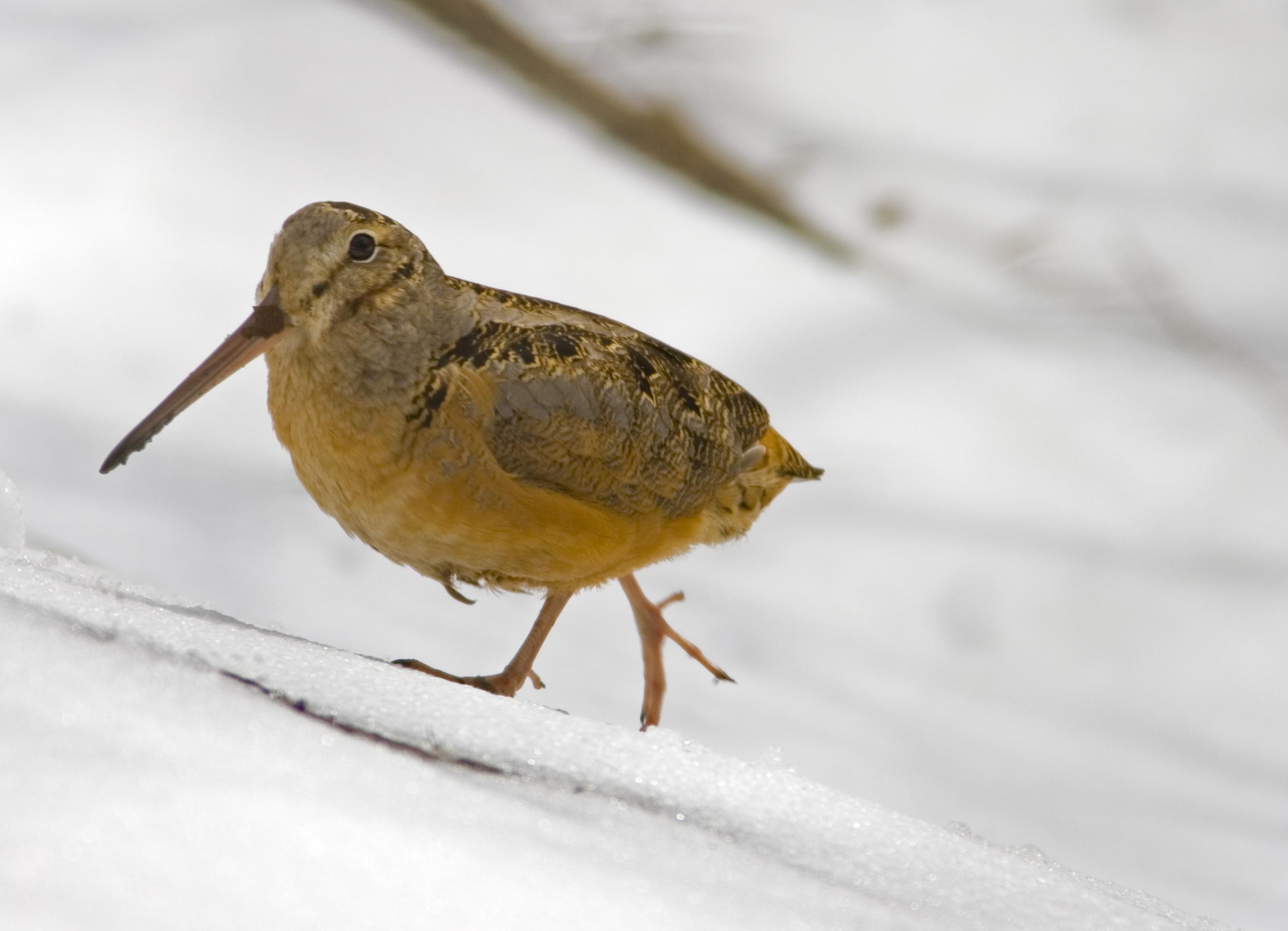 American woodcock