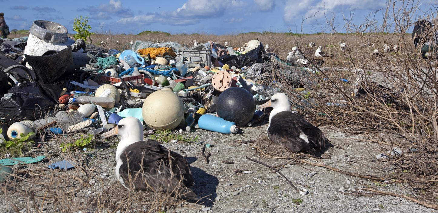 albatross on their nests on a beach with piles of marine trash