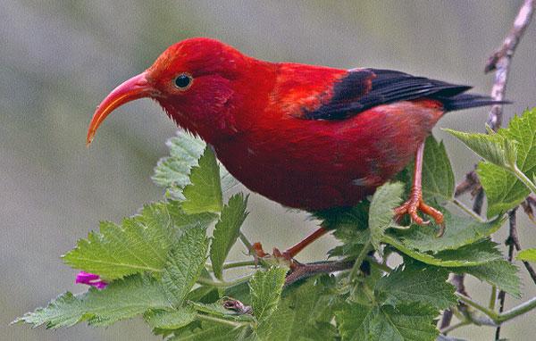 'I'iwi, a Hawaiian forest bird