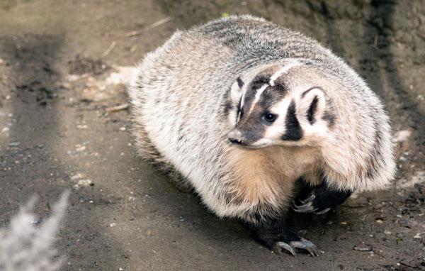 American badger