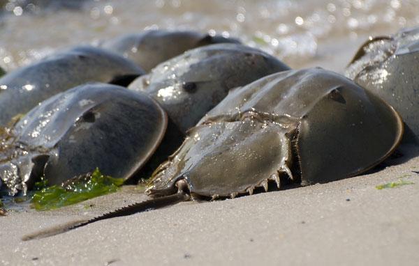 Dolphins, Sea Turtles, Horseshoe Crabs, Sand Dollars