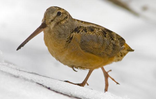 American woodcock