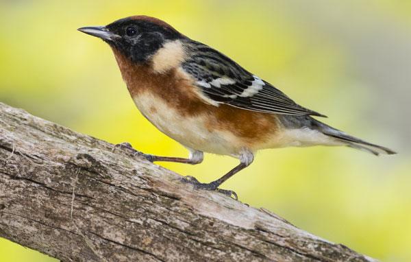 Bay-breasted warbler