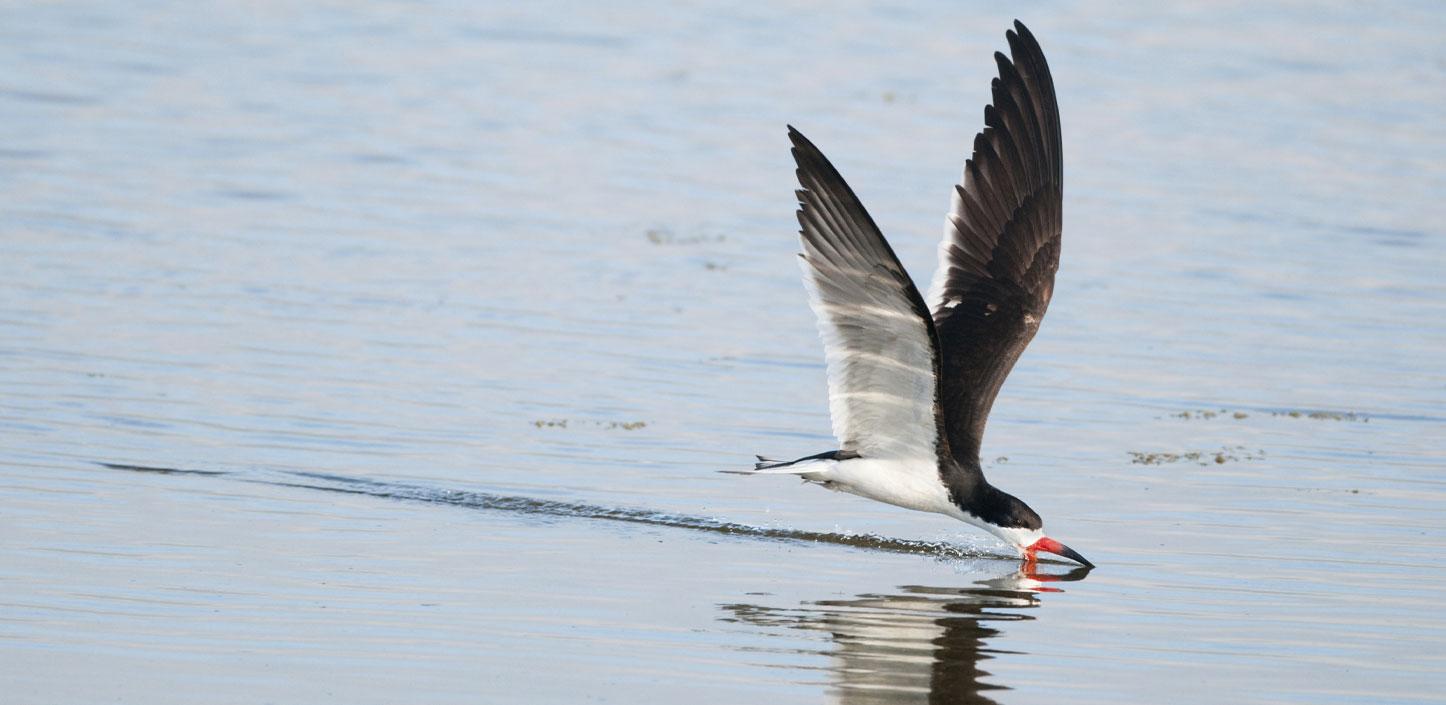 Black skimmer