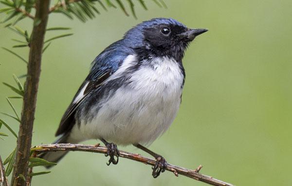 Black-throated blue warbler