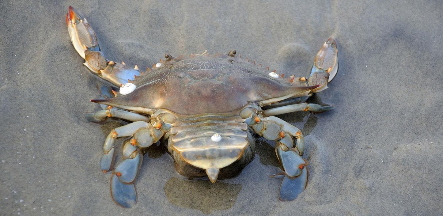 Blue crab on the beach