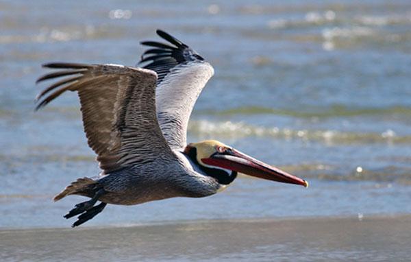 Brown pelican