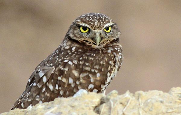 Burrowing owl