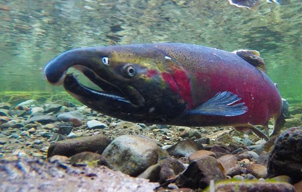 Coho salmon