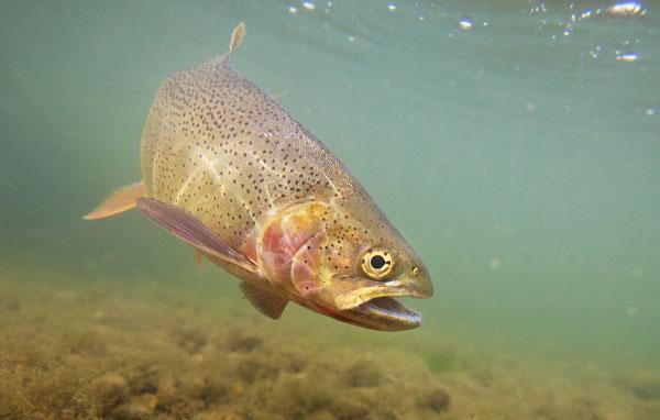 Cutthroat Trout