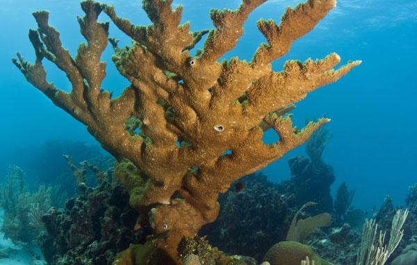 Elkhorn coral