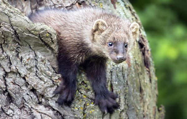 Northern California Forests and Watersheds | NFWF