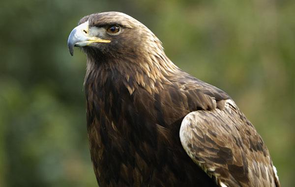 Golden eagle