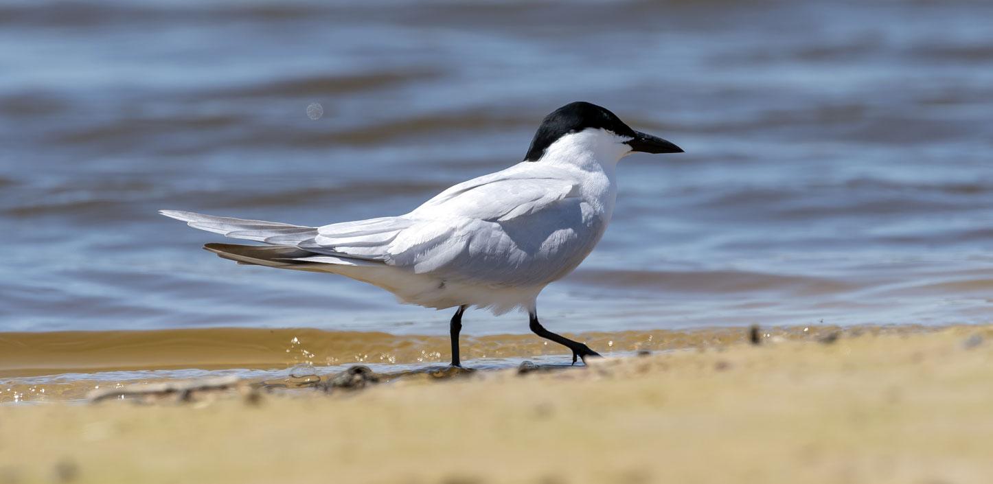 Gull-billed tern standing on the beach