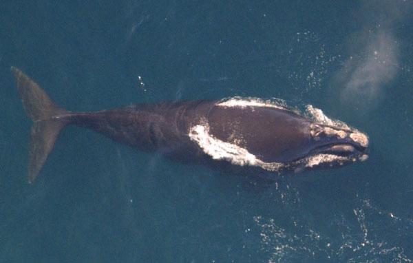 North Atlantic right whale